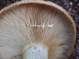 Lactarius argillaceifolius var. megacarpus image