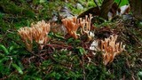 Ramaria rubella image