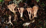 Ramaria rubella image