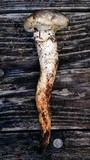 Catathelasma ventricosum image