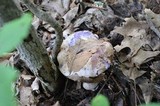 Cortinarius alboviolaceus image