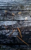 Crinipellis piceae image
