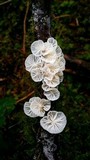 Hemimycena candida image