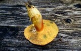 Boletus smithii image