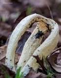 Blumenavia angolensis image