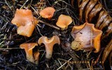 Guepinia helvelloides image