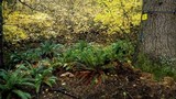 Guepinia helvelloides image