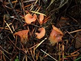 Guepinia helvelloides image