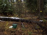 Guepinia helvelloides image