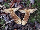 Cortinarius ponderosus image