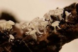 Lachnum virgineum image