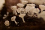 Lachnum virgineum image