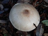 Agaricus hondensis image