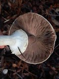 Agaricus hondensis image