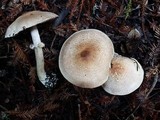 Agaricus hondensis image