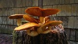 Gymnopilus ventricosus image