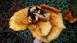 Gymnopilus ventricosus image