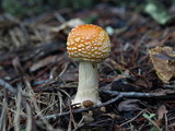 Amanita persicina image