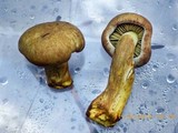 Gymnopilus punctifolius image