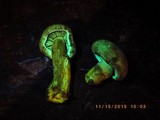Gymnopilus punctifolius image