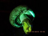 Gymnopilus punctifolius image