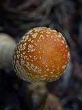 Amanita persicina image