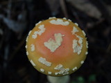 Amanita persicina image