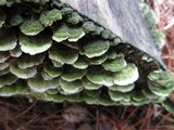 Trichaptum abietinum image