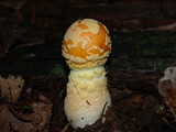 Amanita persicina image