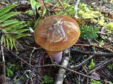 Cortinarius vanduzerensis image