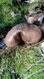 Lycoperdon marginatum image