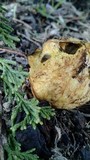 Rhizopogon ochraceorubens image