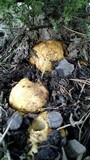 Rhizopogon ochraceorubens image