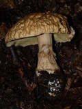 Boletus hortonii image