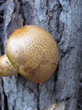 Gymnopilus validipes image