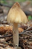 Inocybe rimosa image