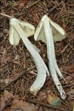 Inocybe rimosa image