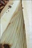 Inocybe rimosa image