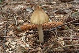 Inocybe rimosa image