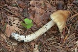 Inocybe rimosa image