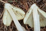 Inocybe rimosa image