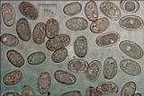 Inocybe rimosa image