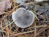 Tricholoma terreum image