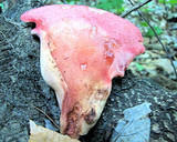 Fistulina hepatica image