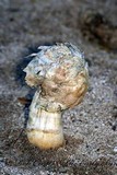 Agaricus texensis image