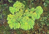 Nephroma arcticum image