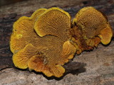 Pseudomerulius curtisii image