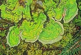 Nephroma arcticum image