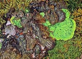 Peltigera britannica image