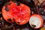Russula cremoricolor image
